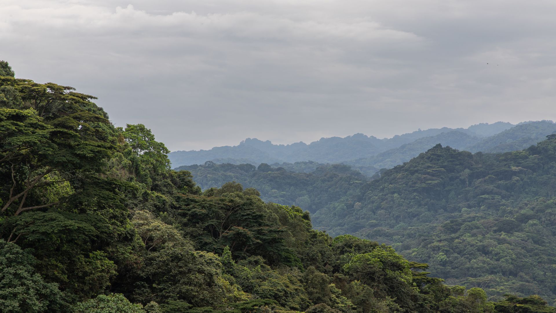 BWINDI NATIONAL PARK.jpg