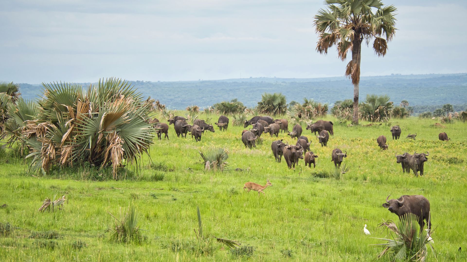MURCHISON FALLS NATIONAL PARK.jpg
