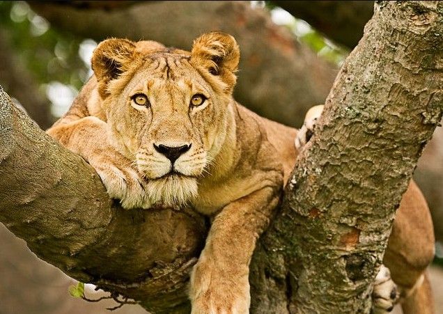 QUEEN ELIZABETH NATIONAL PARK 2.jpg